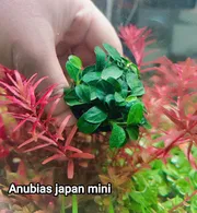 Anubias japan mini_img_0