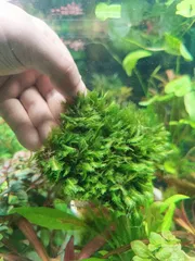 Fissiden moss pad 8×8 cm_img_0