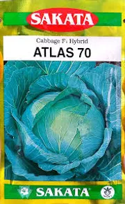 এটলাস ৭০ হাইব্রিড জাতের বাঁধাকপির বীজ । F1 Hybrid Cabbage Seed Atlas 70_img_0