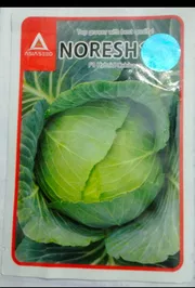 হাইব্রিড বাঁধাকপি বীজ নরেশ ১০১ । F1 Hybrid Cabbage Seed Noresh 101_img_0