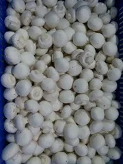 গার্ডেন ফ্রেশ মাশরুম 1kg box_img_2