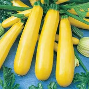 হাইব্রিড হলুদ স্কোয়ার_img_0
