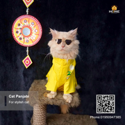 Cat panjabi(3,3.5,4,5,7,8,10 kg)_img_2