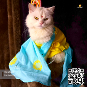 cat sharee_img_3