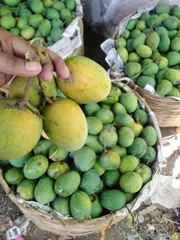 সাতক্ষীরার হিমসাগর আম (Himsagor Mango)_img_6