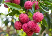 চায়না-৩ লিচু🍒 100pcs_img_1