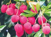 চায়না-৩ লিচু🍒 100pcs_img_2