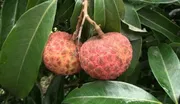 বেদানা লিচু🍒 ১০০পিস_img_0