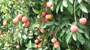 বেদানা লিচু🍒 ১০০পিস_img_3