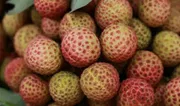 বেদানা লিচু🍒 ১০০পিস_img_4