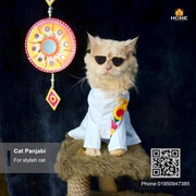 cat panjabi (7 kg)_img_3