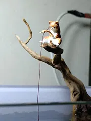 Naughty fishing cat_img_3