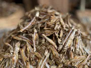 সামুদ্রিক মলা শুঁটকি (Mola)_img_0
