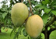 আম (হাড়িভাঙ্গা) কেমিক্যাল মুক্ত_img_0