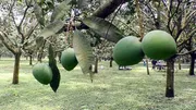 আম (হাড়িভাঙ্গা) কেমিক্যাল মুক্ত_img_2