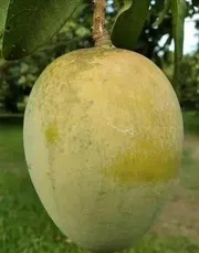 আম (হাড়িভাঙ্গা) কেমিক্যাল মুক্ত_img_3