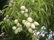 আম (হাড়িভাঙ্গা) কেমিক্যাল মুক্ত_img_4