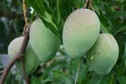 আম (হাড়িভাঙ্গা) কেমিক্যাল মুক্ত_img_5