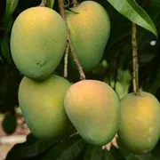 আম (হাড়িভাঙ্গা) কেমিক্যাল মুক্ত_img_6