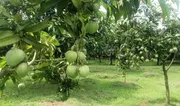 আম (হাড়িভাঙ্গা) কেমিক্যাল মুক্ত_img_7