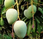 আম (গোপালভোগ🥭) কেমিক্যাল/কার্বাইড মুক্ত_img_3