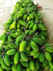 সেরা জাতের পাহাড়ি কাকরোল কন্দ।_img_1