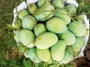 আম (ফজলি🥭) কেমিক্যাল/কার্বাইড মুক্ত_img_1