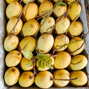 আম (কাটিমন🥭) কেমিক্যাল/কার্বাইড মুক্ত_img_0