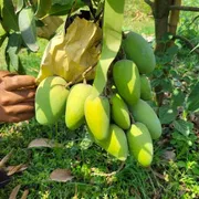 আম (কাটিমন🥭) কেমিক্যাল/কার্বাইড মুক্ত_img_2