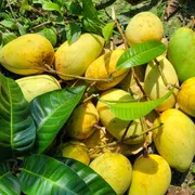 আম (কাটিমন🥭) কেমিক্যাল/কার্বাইড মুক্ত_img_3