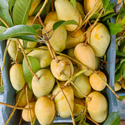 আম (কাটিমন🥭) কেমিক্যাল/কার্বাইড মুক্ত_img_4