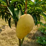 আম (কাটিমন🥭) কেমিক্যাল/কার্বাইড মুক্ত_img_5