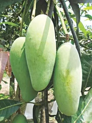 আম (ব্যানানা🥭) কেমিক্যাল/কার্বাইড মুক্ত_img_1