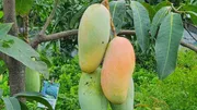 আম (ব্যানানা🥭) কেমিক্যাল/কার্বাইড মুক্ত_img_2