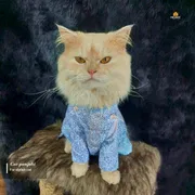 3.5 kg cat panjabi_img_0