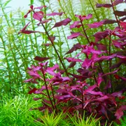 L. Natans super red_img_0