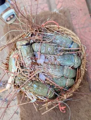 Frozen Head-On Shell Shrimps – Premium Quality_img_1