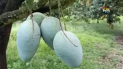 আর্শিনা আম_img_0