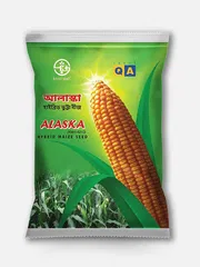 হাইব্রিড ভুট্টা আলাস্কা। Hybrid Maize Alaska_img_0