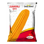 হাইব্রিড ভুট্টা যুবরাজ । Hybrid Maize Zubaraj_img_0