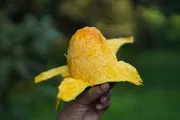 রাজশাহীর অর্গানিক ল্যাংড়া আম (Lengra Mango)_img_3