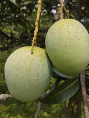 রাজশাহীর অর্গানিক ল্যাংড়া আম (Lengra Mango)_img_6