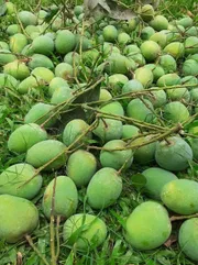 রাজশাহীর অর্গানিক ল্যাংড়া আম (Lengra Mango)_img_12