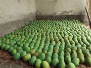 রাজশাহীর অর্গানিক ল্যাংড়া আম (Lengra Mango)_img_13
