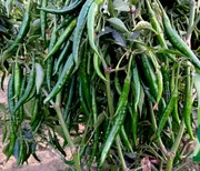 অত্যাধিক ফলন সম্পন্ন হাইব্রিড মরিচের বীজ ছাদ বাগানি অথবা বাগানিদের জন্য।_img_0