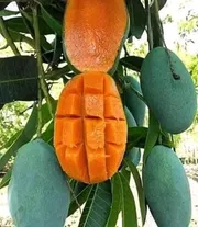 নাক ফজলি আম🥭 কেমিক্যাল মুক্ত_img_0