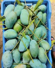 নাক ফজলি আম🥭 কেমিক্যাল মুক্ত_img_2