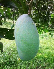 নাক ফজলি আম🥭 কেমিক্যাল মুক্ত_img_4
