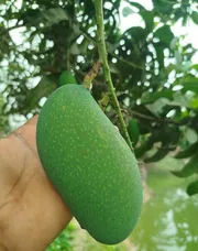 নাক ফজলি আম🥭 কেমিক্যাল মুক্ত_img_3
