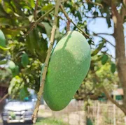 নাক ফজলি আম🥭 কেমিক্যাল মুক্ত_img_7